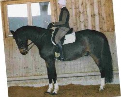 dressage horse Aragorn (Bavarian, 1990, from Agitator)