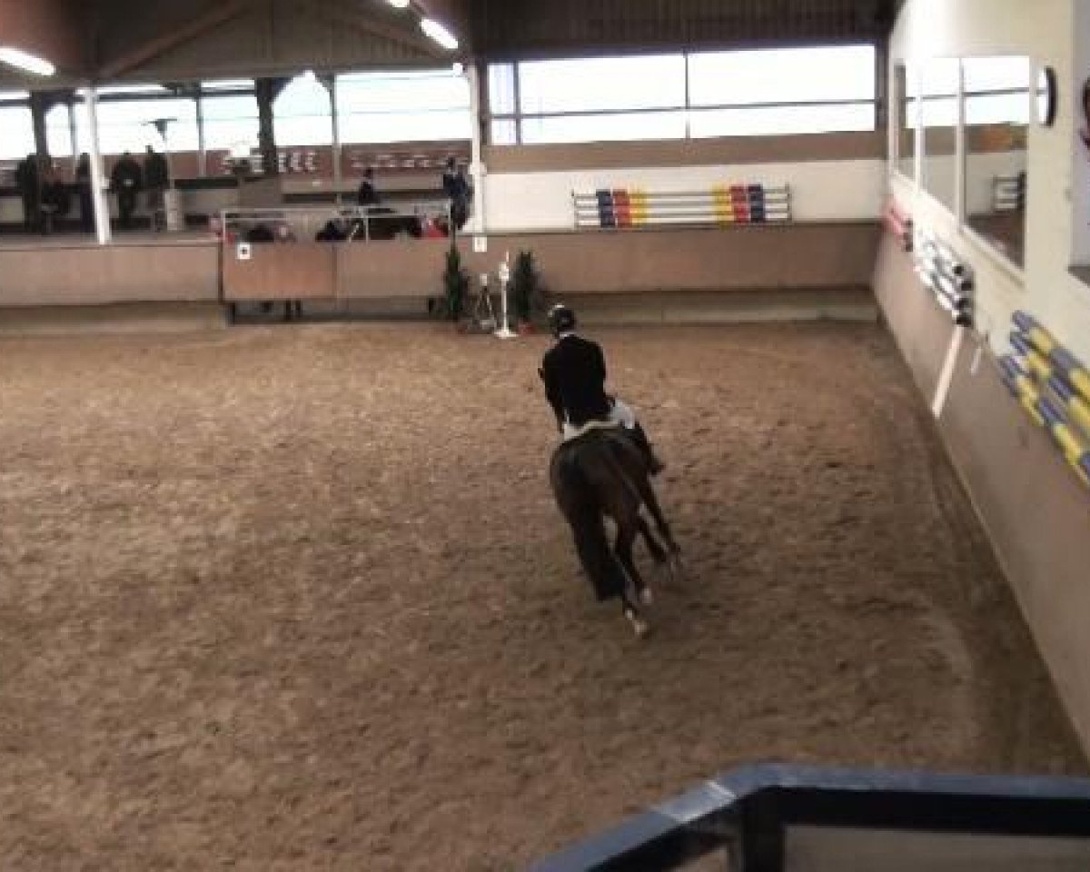 horse Grancino 15 (Hanoverian, 2007, from Graf Top)