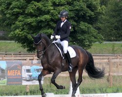 dressage horse Marrone Bellissima (German Sport Horse, 2016, from Morricone)