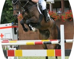 jumper Paulchen (Hessian Warmblood, 1999, from Piano II)