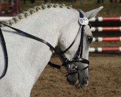 broodmare Cervanta (Hessian Warmblood, 2001, from Cervantes)