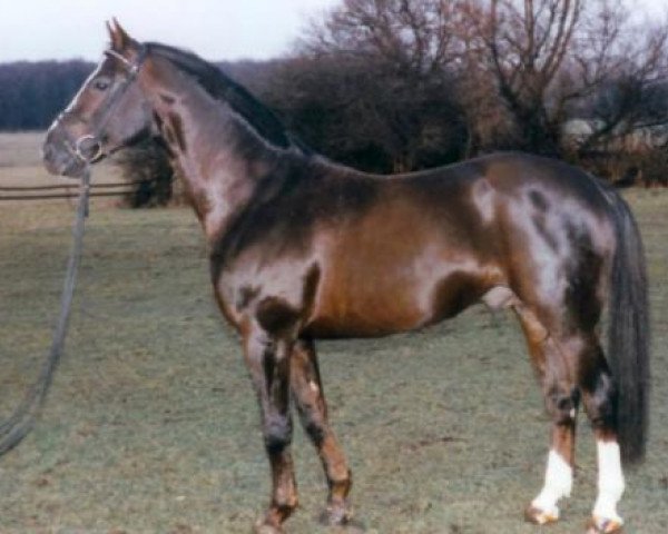 stallion Erasmus (Hanoverian, 1987, from Espri)