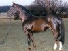 stallion Erasmus (Hanoverian, 1987, from Espri)