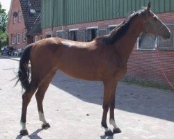 broodmare Ambiente (Holsteiner, 2009, from Artani 2)