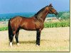 stallion Lamarc (Trakehner, 1988, from Altan II)
