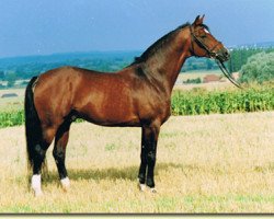 stallion Lamarc (Trakehner, 1988, from Altan II 1378)