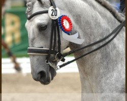 Deckhengst Albaisim (Lusitano, 2005, von Raja)