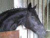 broodmare Darkdance (Saxony-Anhaltiner, 1999, from Drakdream)