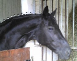 broodmare Darkdance (Saxony-Anhaltiner, 1999, from Drakdream)