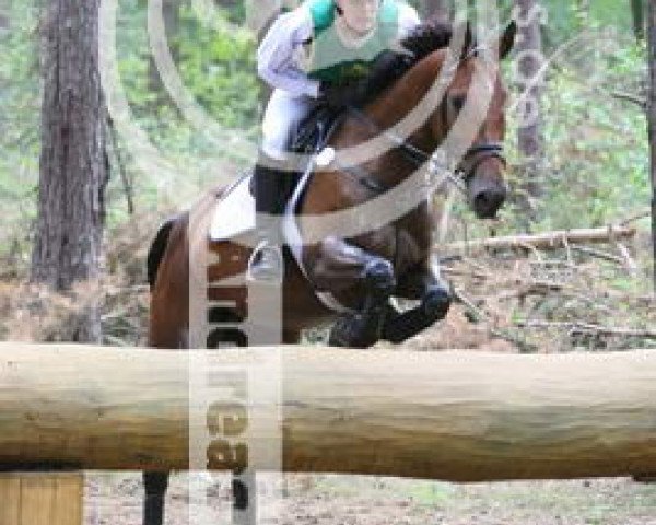 broodmare Lynn III (Trakehner, 1998, from Ravel)