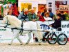 stallion Sunday (Shetland Pony, 1990, from Sun King of Marshwood A 190)