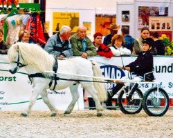 Deckhengst Sunday (Shetland Pony, 1990, von Sun King of Marshwood A 190)