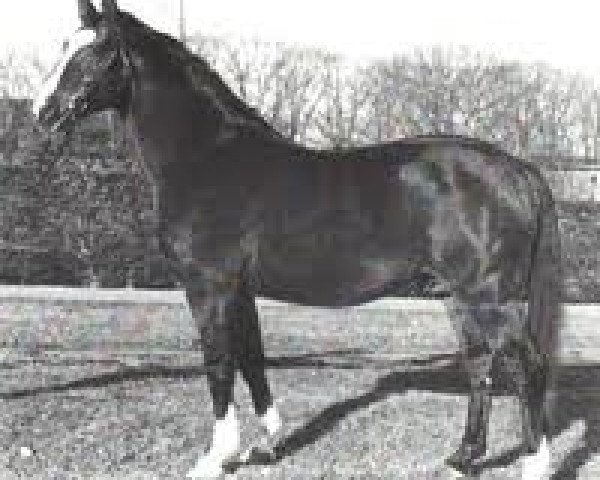 stallion Wedekind (Hanoverian, 1966, from Ferdinand)