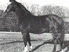 stallion Wedekind (Hanoverian, 1966, from Ferdinand)