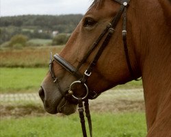 dressage horse Gini in the bottle (unknown, 2003, from Farello)