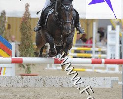 jumper Czejenter (Polish Warmblood, 2003, from Sir Neel)