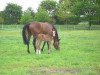 broodmare Chica-Blue (Oldenburg, 2010, from Balou du Rouet)