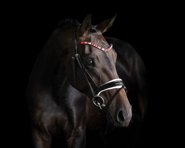 dressage horse Fanciera (German Sport Horse, 2019, from Feinrich)