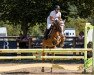 Springpferd Duke of Pommern (Deutsches Reitpony, 2013, von Dance On Top)