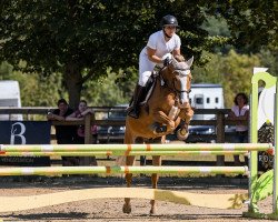 jumper Duke of Pommern (German Riding Pony, 2013, from Dance On Top)