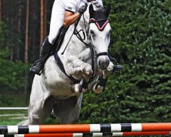 broodmare Cortina 178 (German Sport Horse, 2005)