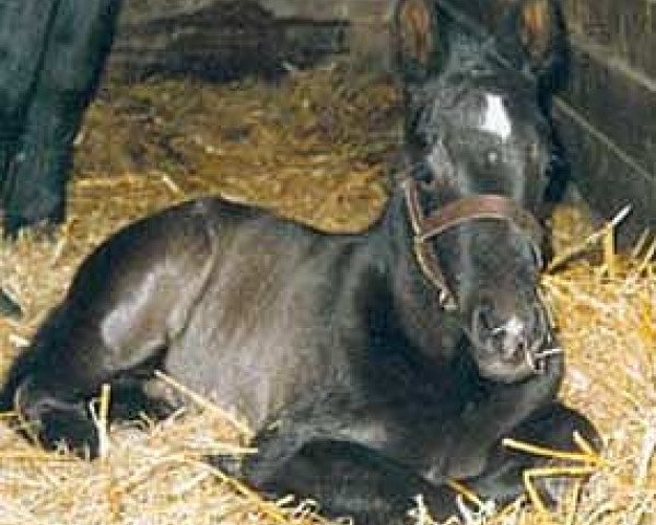 dressage horse Goethe (Sachs-door. Heavy Warmbl., 2003, from Gero)