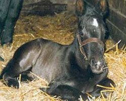 Dressurpferd Goethe (Sächs.-Thür. Schweres Warmbl., 2003, von Gero)