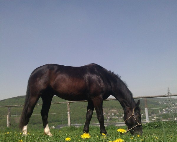 Pferd Ein Liermann (Sächs.-Thür. Schweres Warmbl., 2008, von Edelmann)