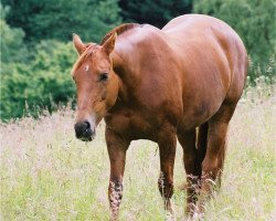 broodmare Farin's Flirt (Westphalian, 1995, from Fidelio)