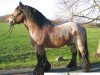 stallion Nappes (Rhenish-German Cold-Blood, 1995, from Nippes I)