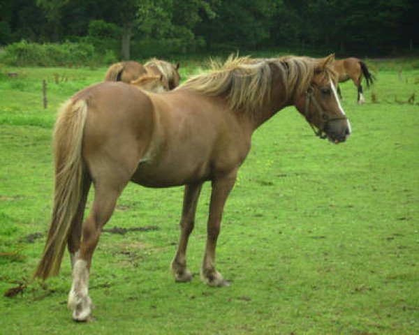 horse Charlie's Candy Girl (Welsh-Cob (Sek. C), 2008, from Thers Billy Budd)