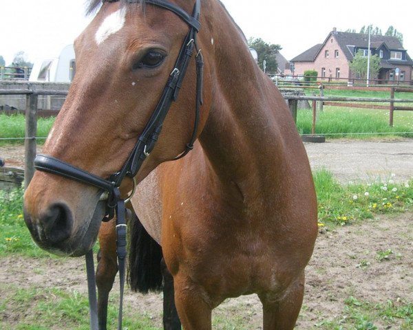 horse Kieni (KWPN (Royal Dutch Sporthorse), 1992, from Furore)