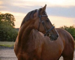 jumper Hortensie 9 (German Sport Horse, 2015, from Cassoulet)