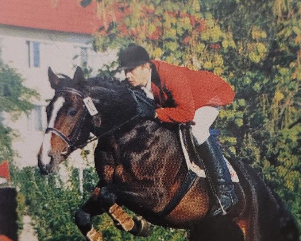 stallion Sebastian x (Anglo-Arabs, 1993, from Arcus xx)