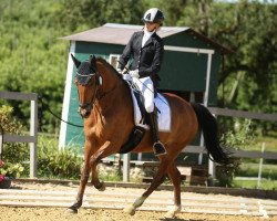 dressage horse Sammy Deluxe 8 (New Forest Pony, 2007, from Sir Durk)