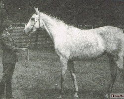 broodmare Fryga (Little-Poland (malopolska), 1985, from Judex xx)