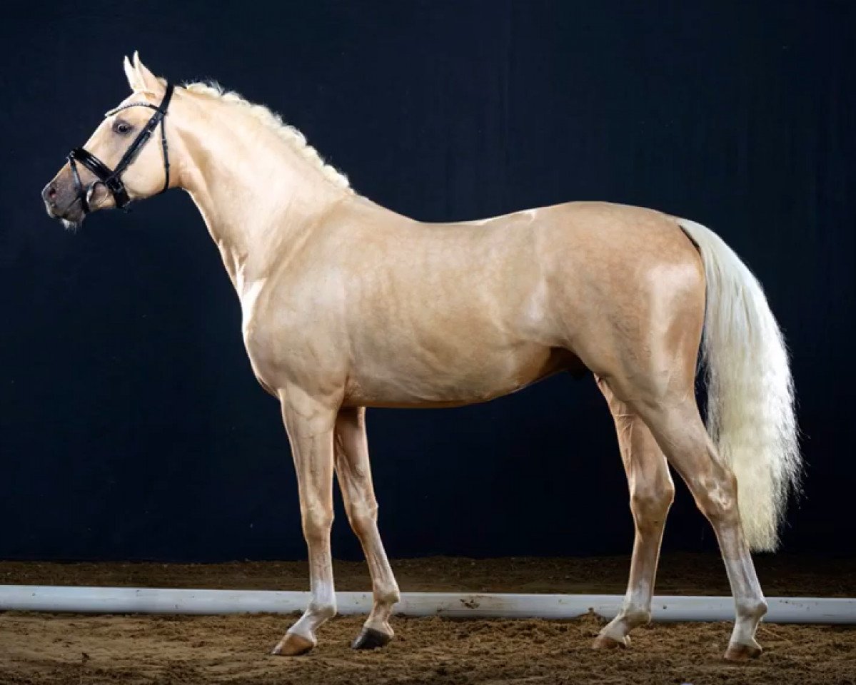 dressage horse Day One (German Warmblood, 2018, from Newlands Day by Day)