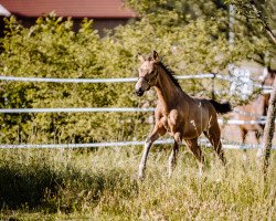 dressage horse Deine Maid Deluxe R (German Riding Pony, 2022, from Damaszener K WE)