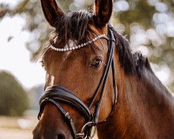 Zuchtstute Delta Queen (Deutsches Reitpony, 2013, von Dreidimensional AT NRW)