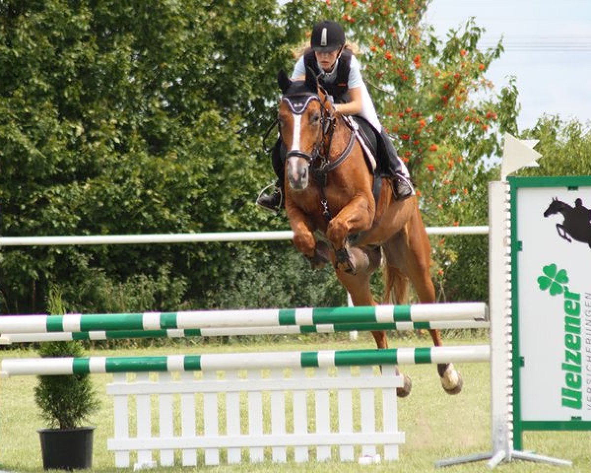 Springpferd Foster (Luxemburgisches Reitpferd, 2005, von For Pleasure)