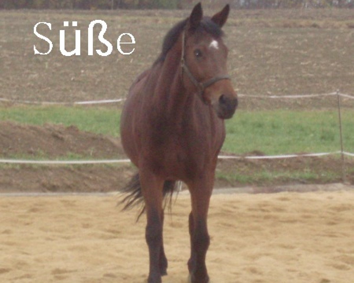 broodmare Fantasie (Holsteiner, 2000)