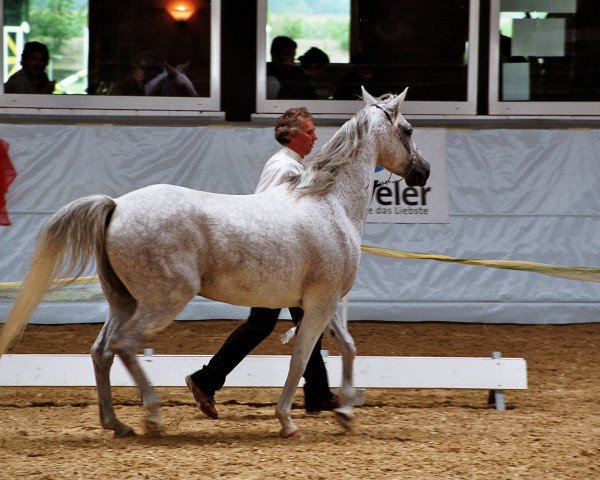 Pferd Erlando (Vollblutaraber, 1997, von Camerton 1973 ox)