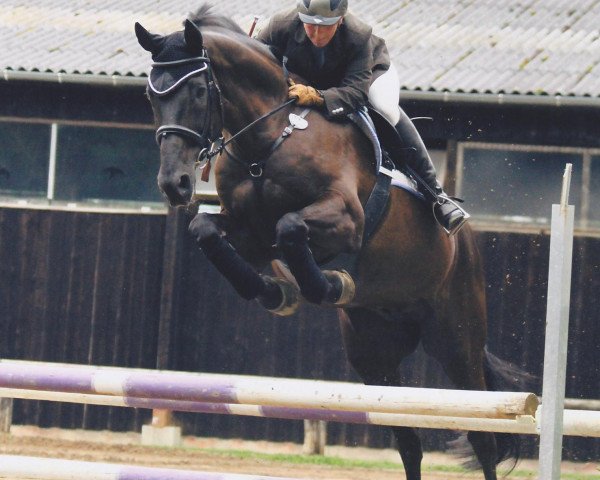 dressage horse Detroit B (Rhinelander, 1991, from Donnerschlag)