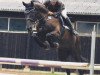 dressage horse Detroit B (Rhinelander, 1991, from Donnerschlag)