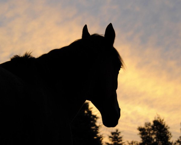 Pferd Gipsy 313 (Haflinger, 1988)