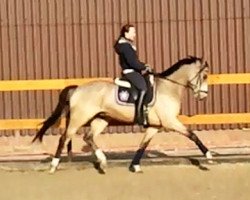 dressage horse De Goede Ree's Olivi (Nederlands Rijpaarden en Pony, 2004, from Le Matsjo)