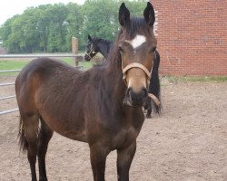 horse Dilara (Hanoverian, 2010, from Don Primus)