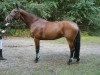 Springpferd Conera P (Holsteiner, 2001, von Contender)