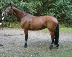 Springpferd Conera P (Holsteiner, 2001, von Contender)