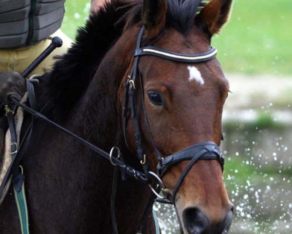 broodmare Daisy Daylight (Trakehner, 2006, from Starway)